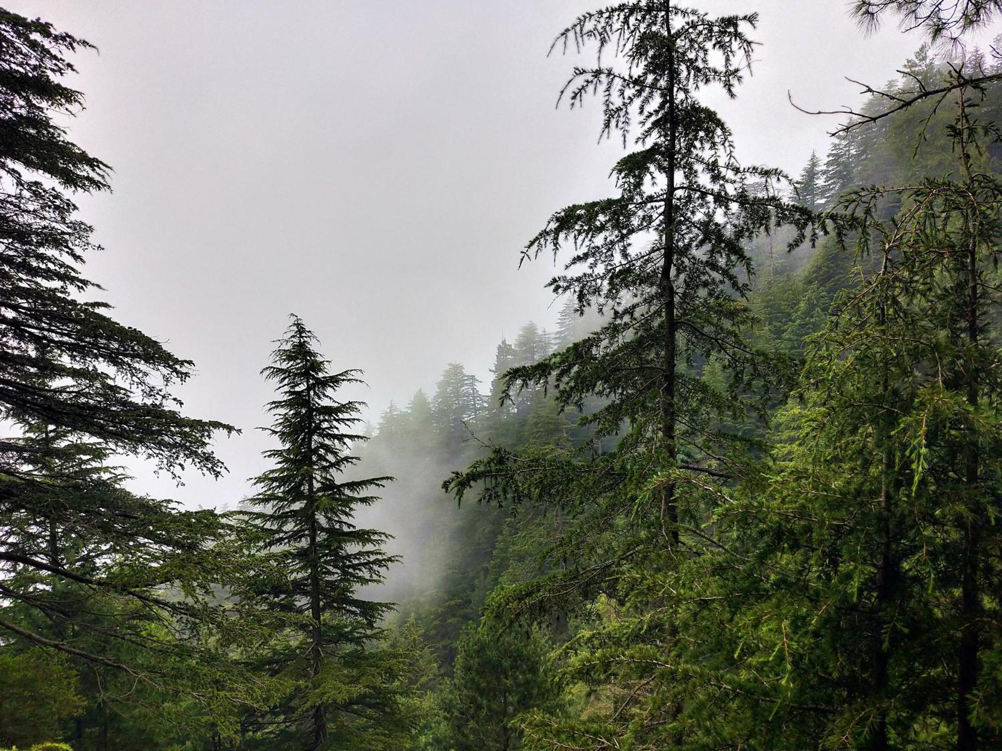 Neha Homestay Shimla Eksteriør bilde