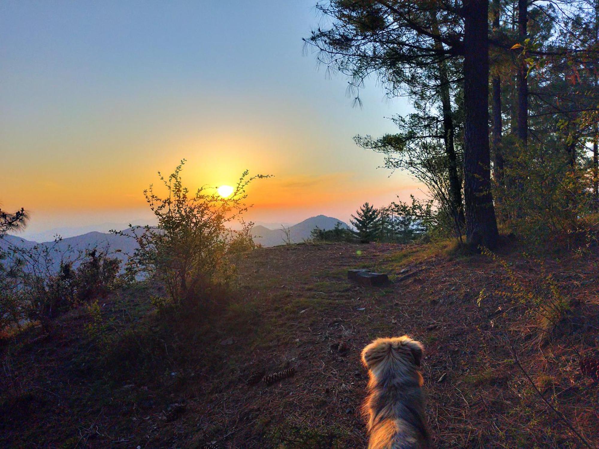 Neha Homestay Shimla Eksteriør bilde