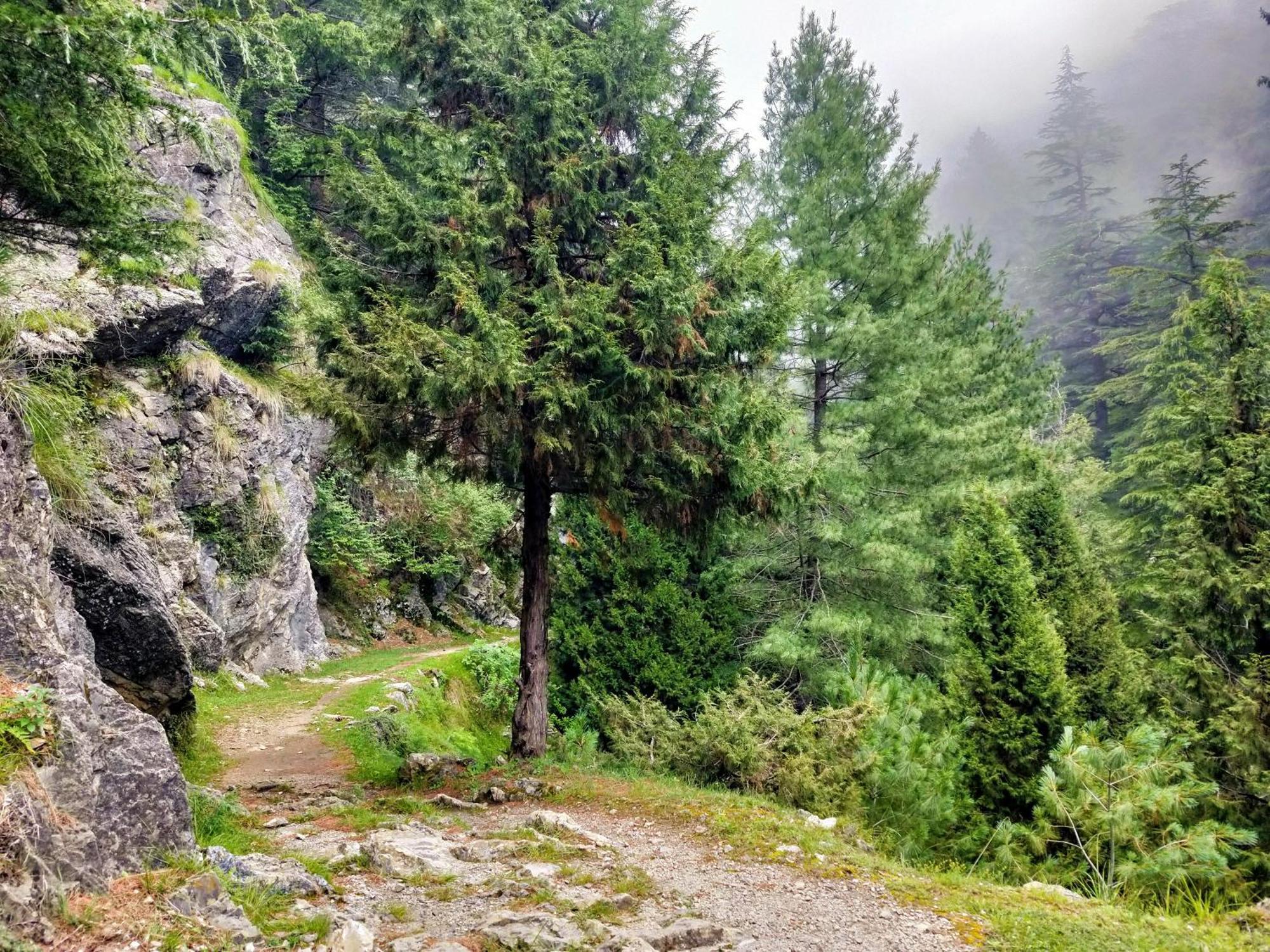 Neha Homestay Shimla Eksteriør bilde